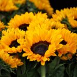 sunflower-blossom-bloom-flowers-54267